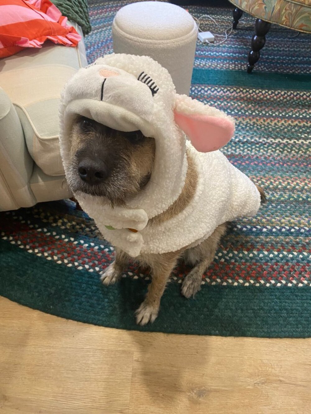 Lamb Dog Halloween Costume